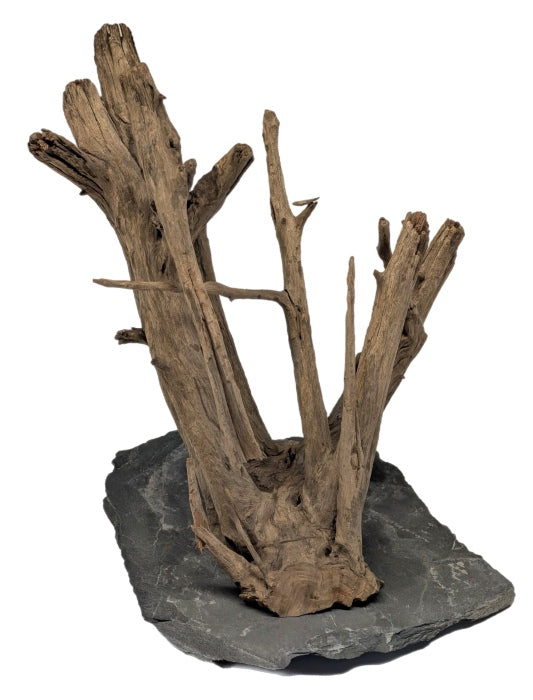 Me Euca Wood on Slate S (18-23 cm) [P15] – Hölzer und Wurzeln für das Aquarium bei AquascapingForLife