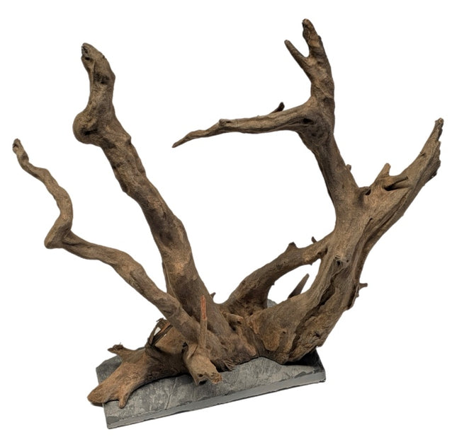 Me Euca Wood on Slate M (28-35 cm) [P6] – Hölzer und Wurzeln für das Aquarium bei AquascapingForLife