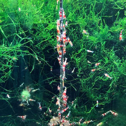 CeramicNature Shrimp Stick Spinat Lolly (10 Stück) – Ansicht 2