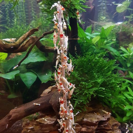 CeramicNature Shrimp Stick Blütenpollen Lolly (10 Stück) – Ansicht 2