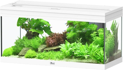 Aquatlantis Prestige Aquarium – Aquarien für das Aquarium bei AquascapingForLife