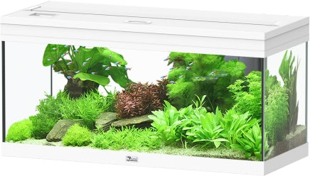 Aquatlantis Prestige Aquarium – Aquarien für das Aquarium bei AquascapingForLife