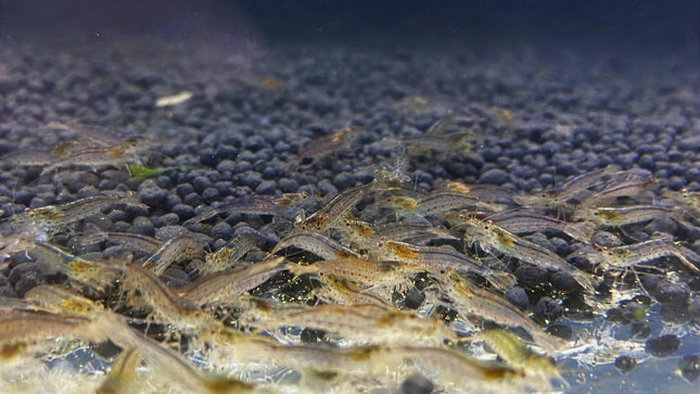 Amanogarnele "S" - Caridina multidentata