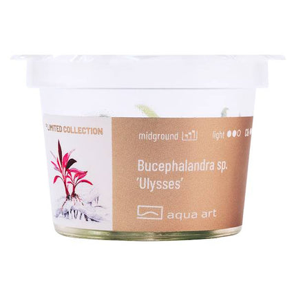 BUCEPHALANDRA SP. 'ULYSSES' - InVitro