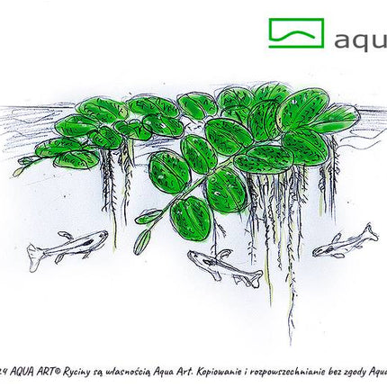 Salvinia Auriculata - Kleinohriger Schwimmfarn