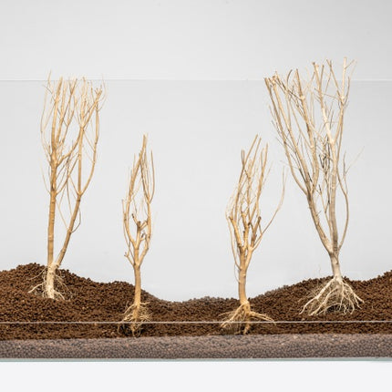 Aquadeco Slim Tree – Hölzer und Wurzeln für das Aquarium bei AquascapingForLife