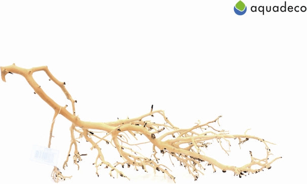 Aquadeco Coral Tree – Hölzer und Wurzeln für das Aquarium bei AquascapingForLife