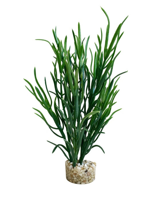 Sydeco Sea grass baby 16 cm hoch [P12] – Aquarium-Deko für das Aquarium bei AquascapingForLife