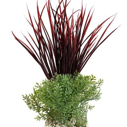 Sydeco Acorus Giant 28 cm hoch [P6] – Ansicht 2