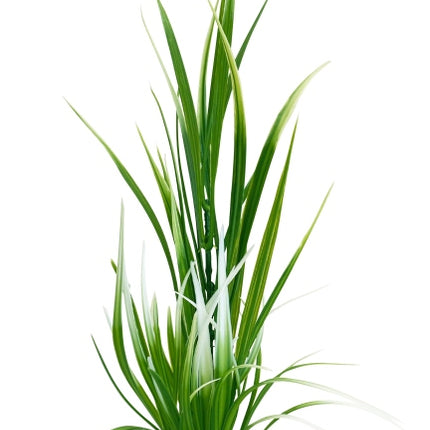 Sydeco Sword plant 25 cm hoch [P8] – Kunststoffpflanzen für das Aquarium bei AquascapingForLife