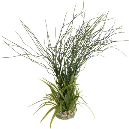 Sydeco Water hair grass 39 cm hoch [P6] – Aquarium-Deko für das Aquarium bei AquascapingForLife