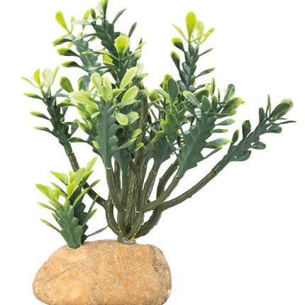 Hobby (Dohse) Euphorbia – Aquarium-Deko für das Aquarium bei AquascapingForLife