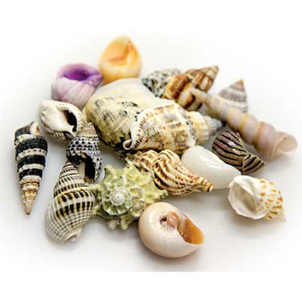 Hobby (Dohse) Sea Shells Set S (20 Stück), SB – Ansicht 2