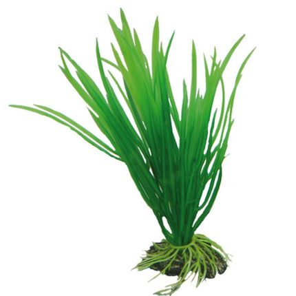 Hobby (Dohse) Cyperus (16 cm) – Ansicht 2