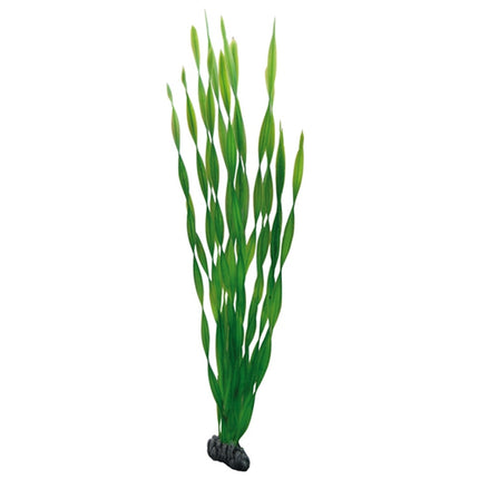 Hobby (Dohse) Vallisneria – Ansicht 4
