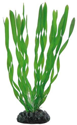Hobby (Dohse) Vallisneria – Aquarium-Deko für das Aquarium bei AquascapingForLife