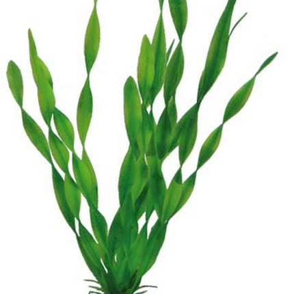 Hobby (Dohse) Vallisneria – Ansicht 2