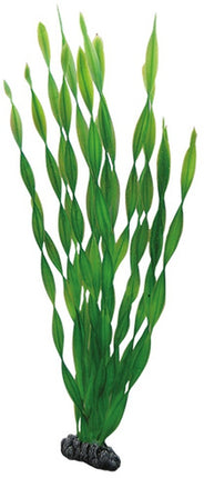 Hobby (Dohse) Vallisneria – Ansicht 3