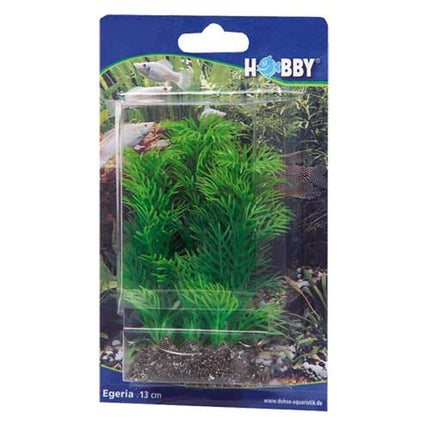 Hobby (Dohse) Egeria – Aquarium-Deko für das Aquarium bei AquascapingForLife