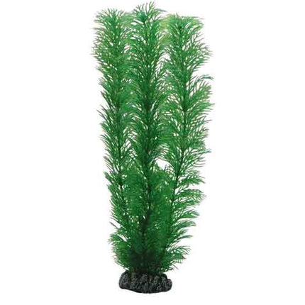 Hobby (Dohse) Egeria (20 cm) – Ansicht 2