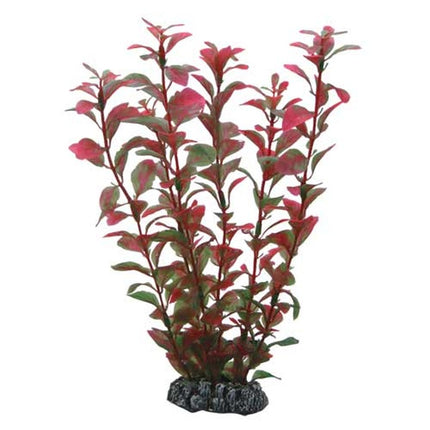 Hobby (Dohse) Ludwigia – Ansicht 2