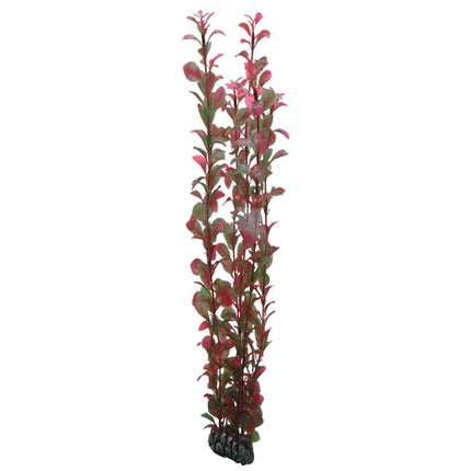 Hobby (Dohse) Ludwigia – Ansicht 5