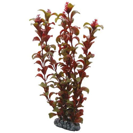 Hobby (Dohse) Rotala – Ansicht 4