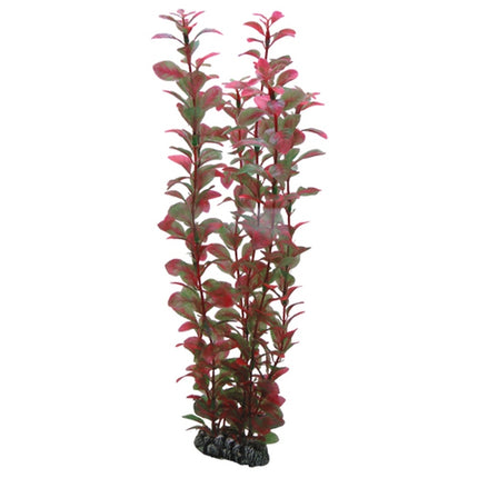 Hobby (Dohse) Ludwigia – Ansicht 4
