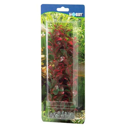 Hobby (Dohse) Ludwigia – Ansicht 3