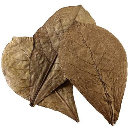 Hobby (Dohse) Catappa Leaves XL, 12 St., SB – Ansicht 2