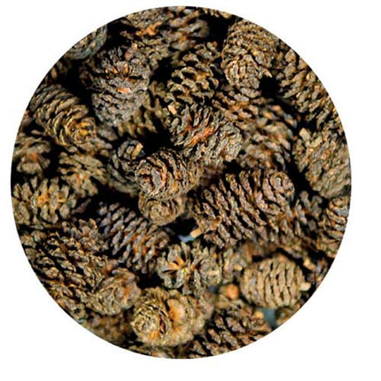 Hobby (Dohse) Alder Cones, 50 Stück – Ansicht 2