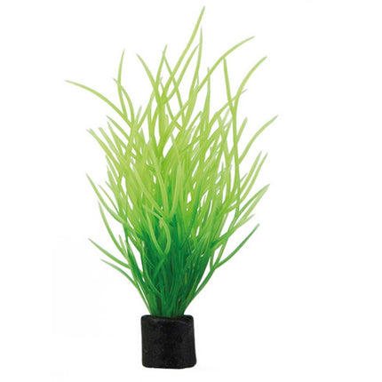 Hobby (Dohse) Lilaeopsis mini (1,5 x 1,5 x 7 cm) – Aquarium-Deko für das Aquarium bei AquascapingForLife