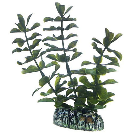 Hobby (Dohse) Bacopa – Ansicht 2