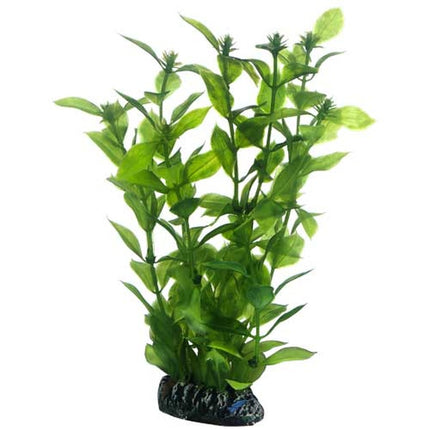 Hobby (Dohse) Hygrophila – Ansicht 2