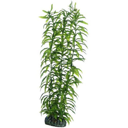 Hobby (Dohse) Heteranthera – Ansicht 2
