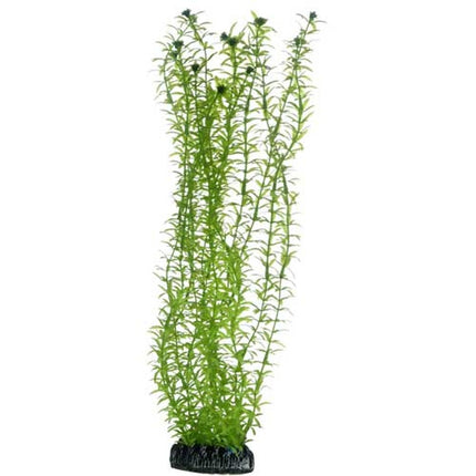 Hobby (Dohse) Lagarosiphon SB – Aquarium-Deko für das Aquarium bei AquascapingForLife