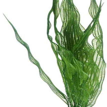 Hobby (Dohse) Aponogeton – Ansicht 2