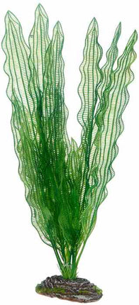 Hobby (Dohse) Aponogeton – Ansicht 3