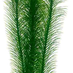 Hobby (Dohse) Mayaca (25 cm) – Kunststoffpflanzen für das Aquarium bei AquascapingForLife