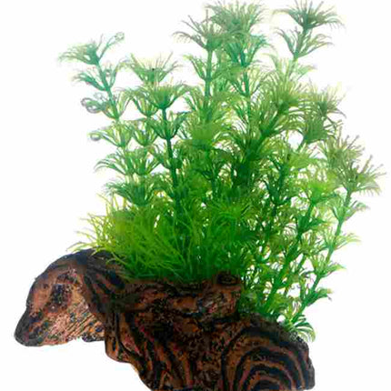 Hobby (Dohse) Flora Root – Ansicht 3