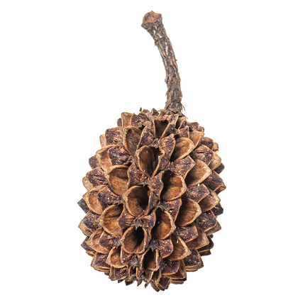 ARKA myScape Casuarina Cones 50x