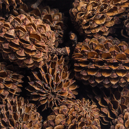 ARKA myScape Casuarina Cones 50x