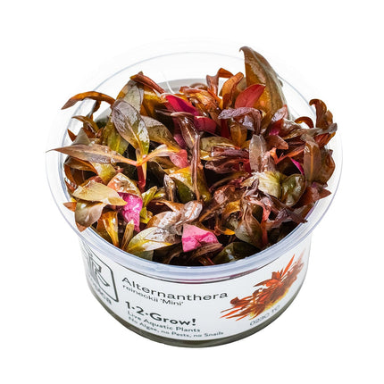 Alternanthera reineckii 'Mini' - Mini-Papageienblatt
