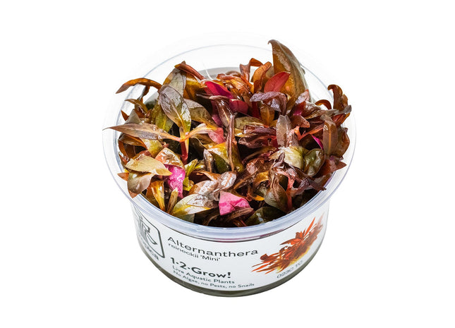 Alternanthera reineckii 'Mini' - Mini-Papageienblatt