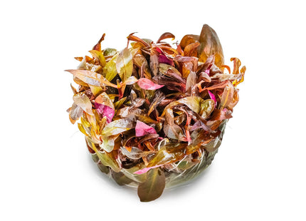 Alternanthera reineckii 'Mini' - Mini-Papageienblatt