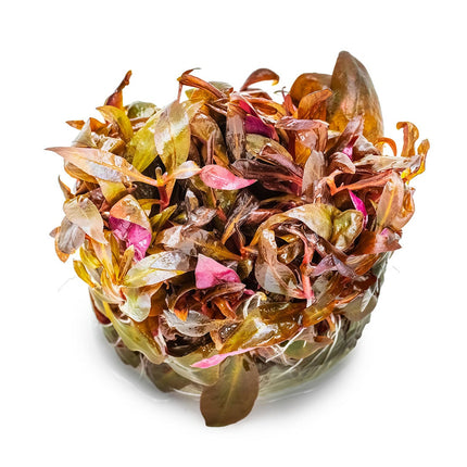 Alternanthera reineckii 'Mini' - Mini-Papageienblatt