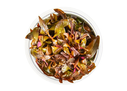 Alternanthera reineckii 'Mini' - Mini-Papageienblatt