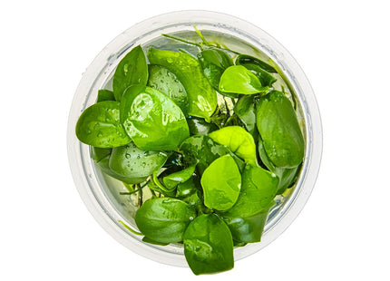 Anubias barteri nana von oben