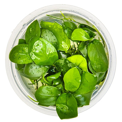 Anubias barteri nana von oben