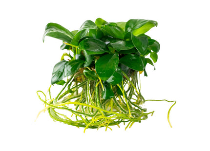 Anubias barteri nana mit Wurzeln